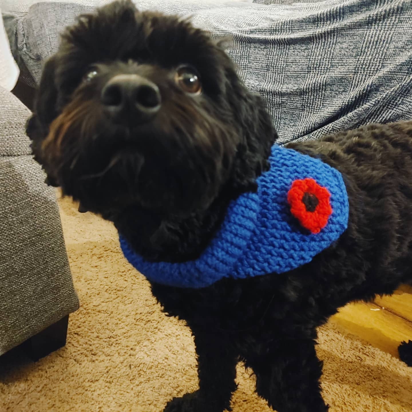 Puppy bandanas made to order