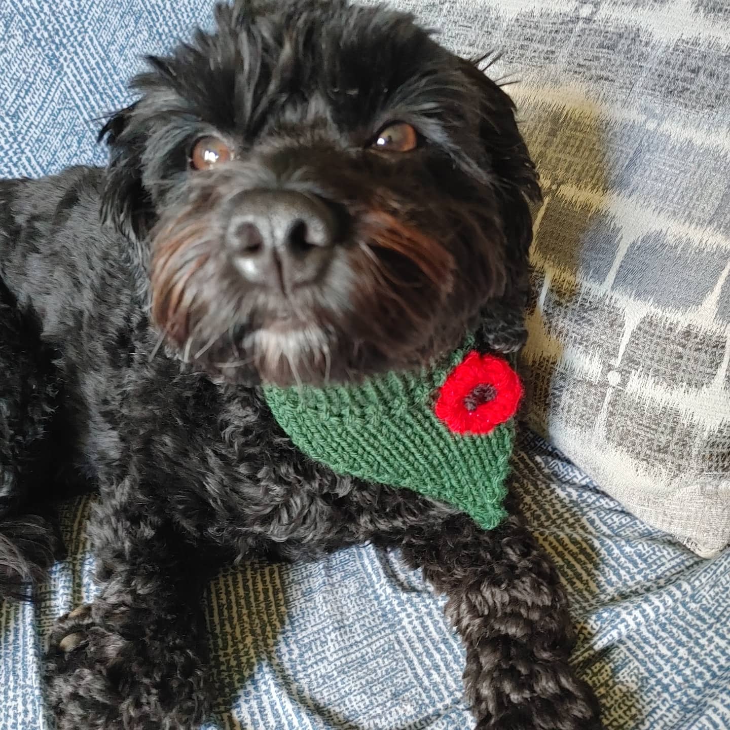 Puppy bandanas made to order